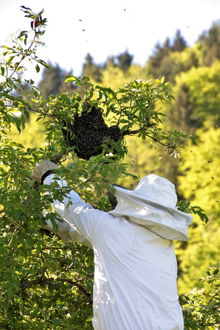 Beekeeper catching a bee swarm