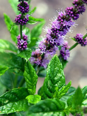 Mint in bloom