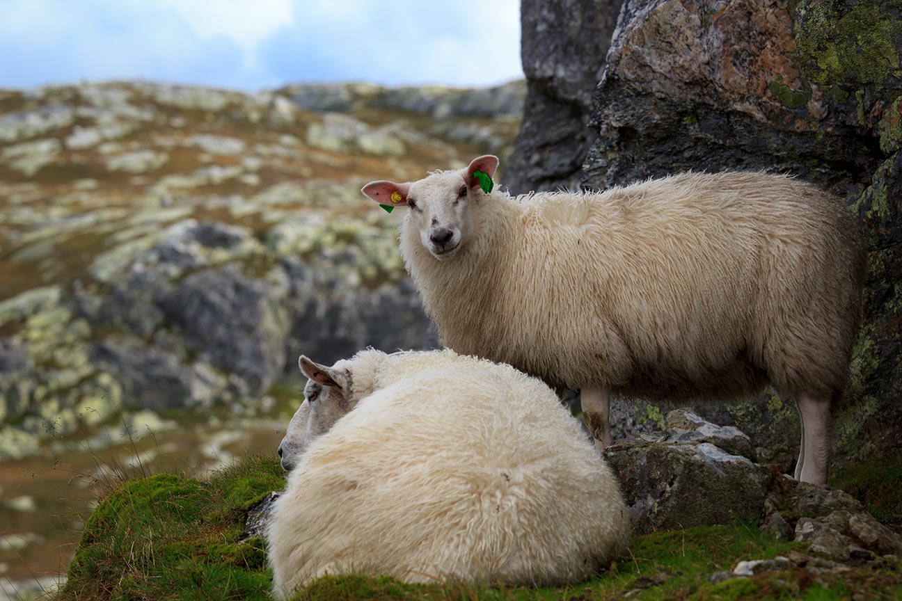 Sheep in Norway