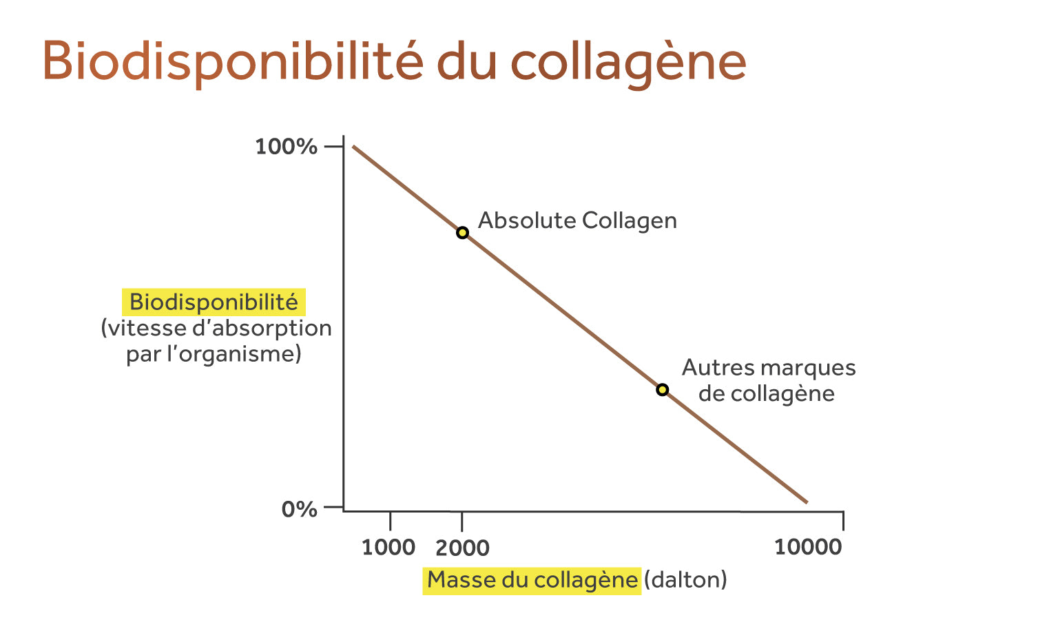 Biodisponibilité du collagène: Absolute Collagen a une facilité d'absorption supérieure à ses concurrents