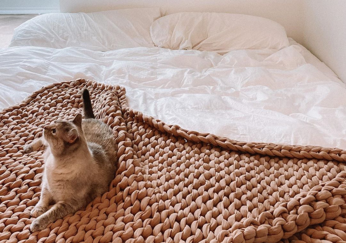 cat on bed and blanket