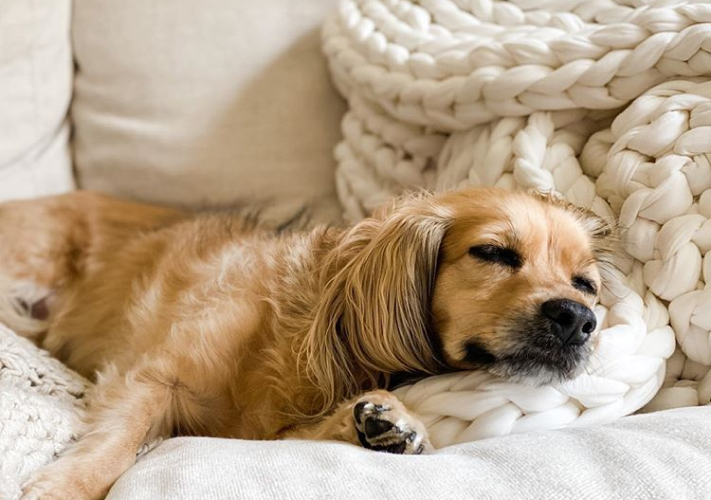 weighted blanket benefits for pets