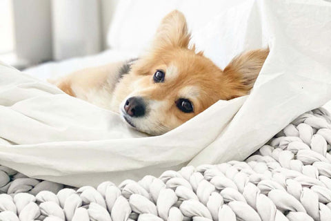 dog sleeping in bed with you