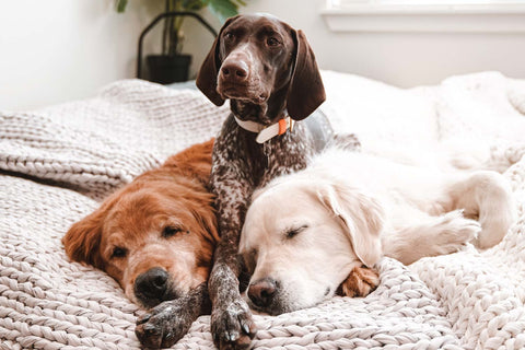 furry friends in their bed