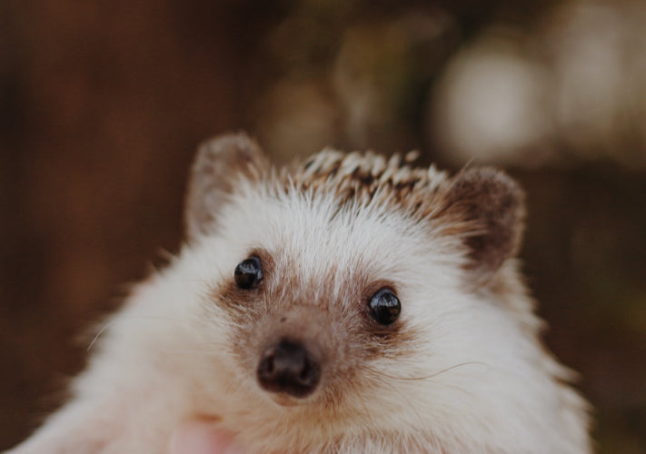 hello hedgehog