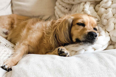 golden retriever puppies sleeping habits