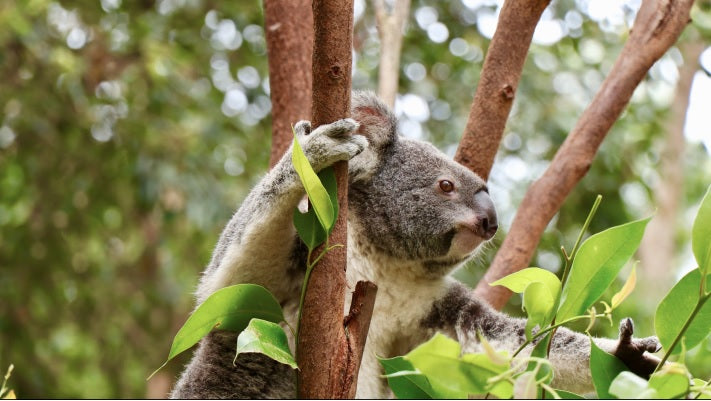 koala in a eucalyptus tree