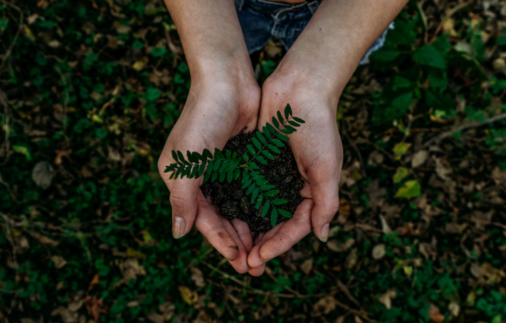 plant on hand