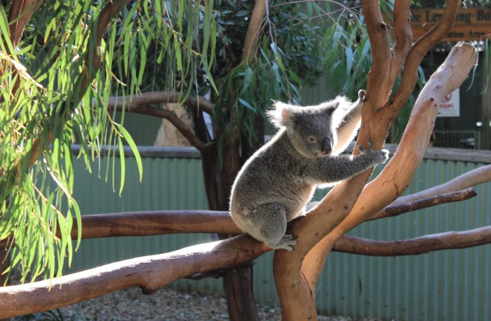 sunny koala