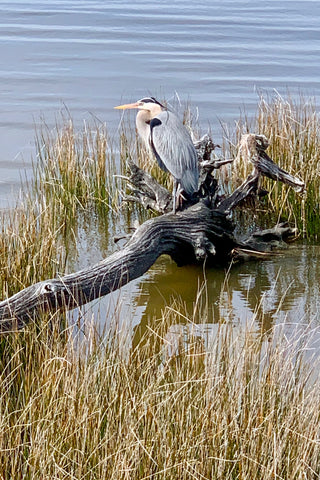 Great Blue Heron on the Town of Duck Boardwalk