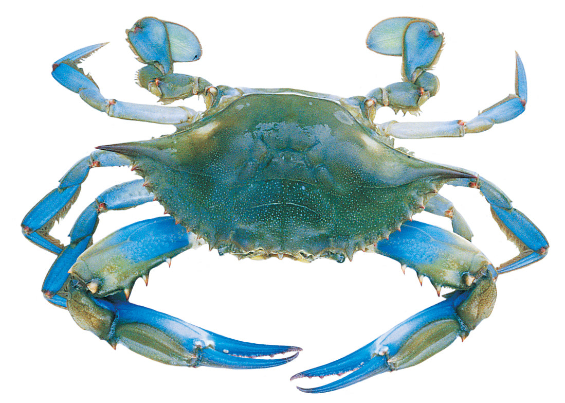 blue crab diagram