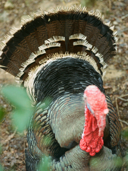 Turkey at Blackberry Farms