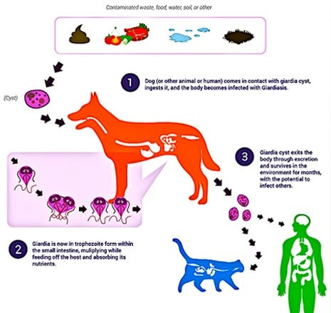 what are the signs of giardia in dogs