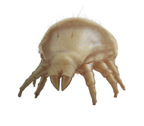 Dust Mite