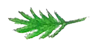 water colour palm leaf illustration