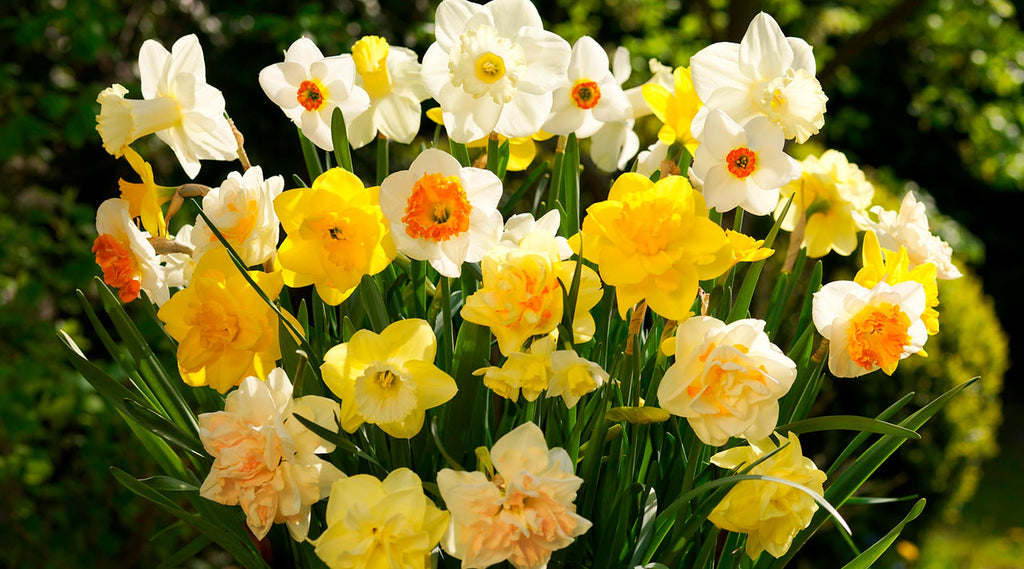 Best time to plant daffodil bulbs Idea