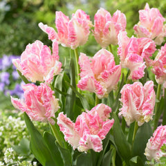 cabanna parrot tulip delicate pinks