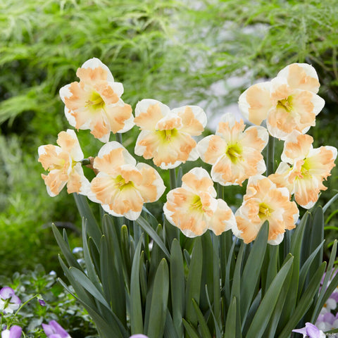 cum laude daffodil bulb