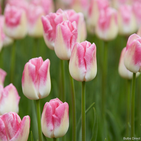 first class tulip bulb