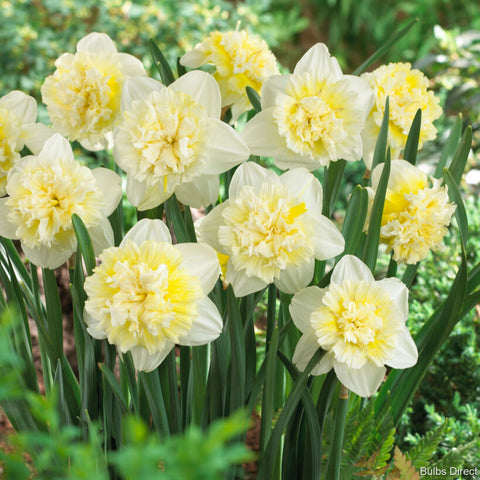 ice king daffodil bulb