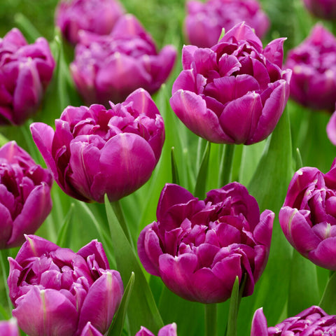 purple sky tulip bulb
