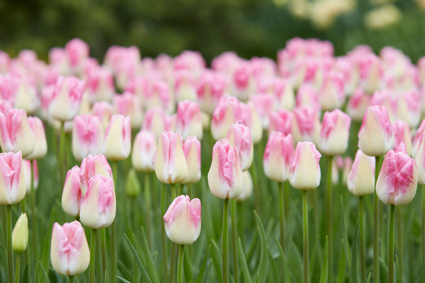 tulip bulbs new zealand