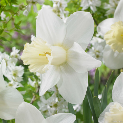 watch up daffodil bulb