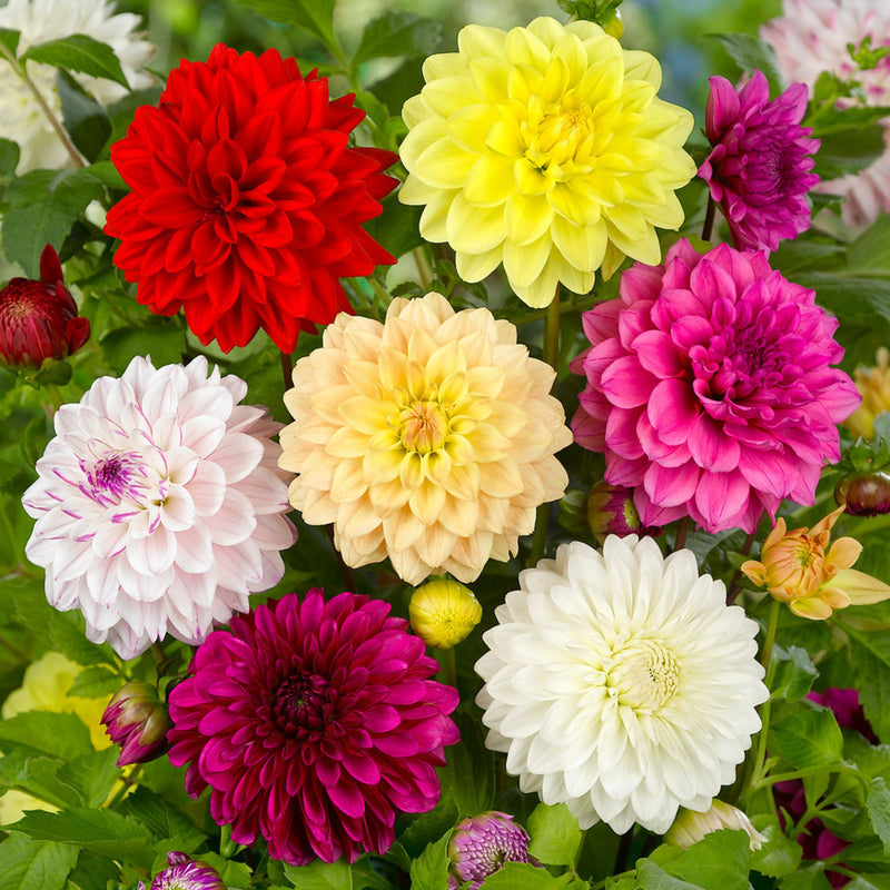 Abigail Chamberlain: Order Spring Flowers To Plant Online : 5 Places to ...