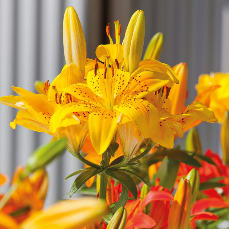 Golden Matrix Asiatic Lily | Order Lily Bulbs online | Bulbs Direct NZ