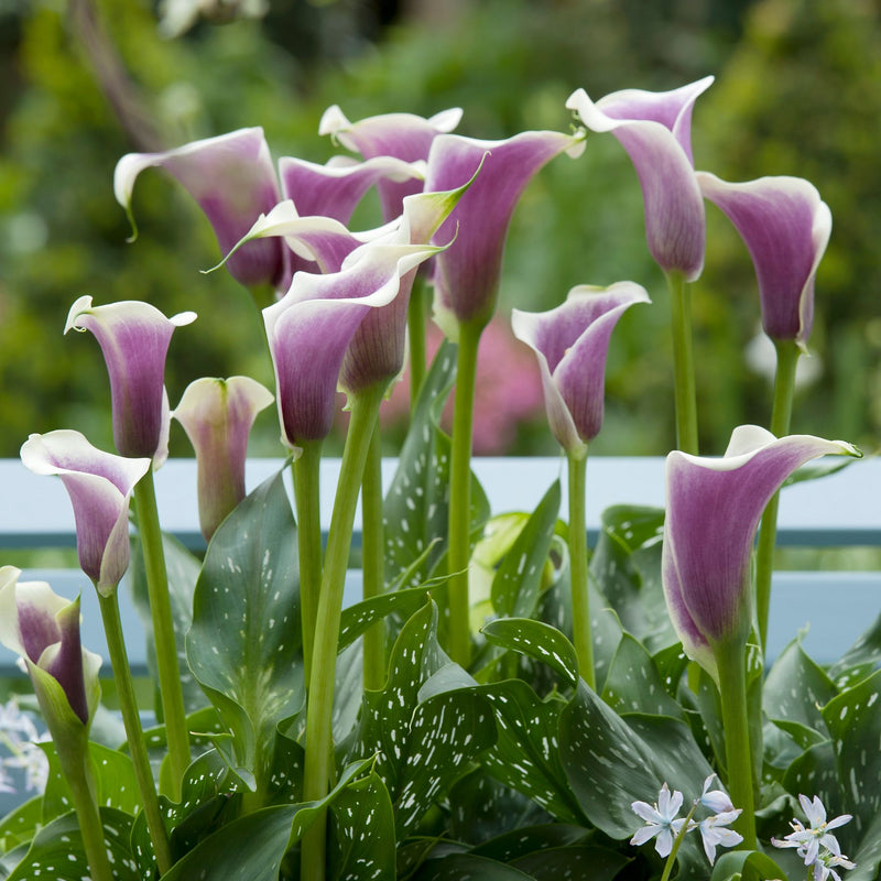 Picasso Callas Order Calla Lily Bulbs online Bulbs