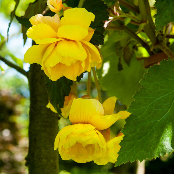 Golden Cascade Begonia | Order Begonia Tubers online - Bulbs Direct NZ