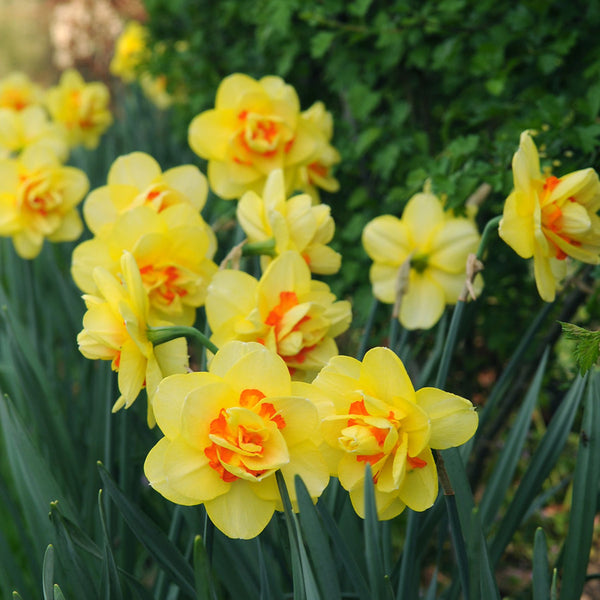 Art Design Daffodil | Order Daffodil Bulbs online | Bulbs Direct NZ