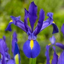 Louisiana Irises - Iris giganticaerulea