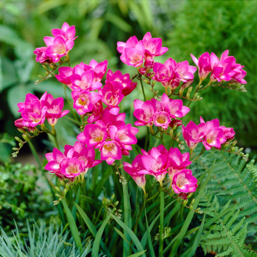 Bloemfontein Freesia Order Freesia Bulbs Online Bulbs Direct Nz