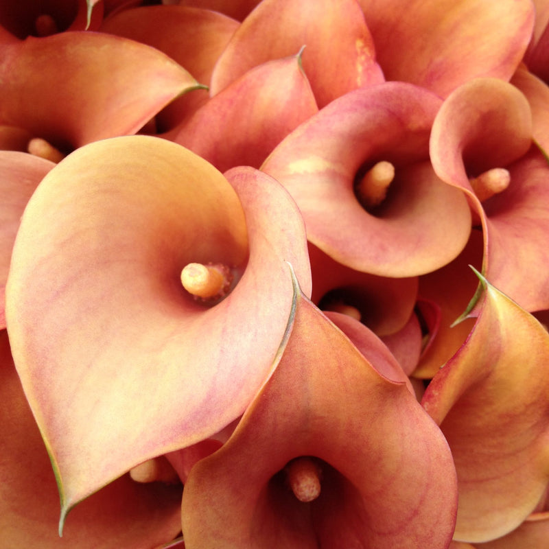 Passionfruit Calla Order Calla Lily Bulbs online Bulbs