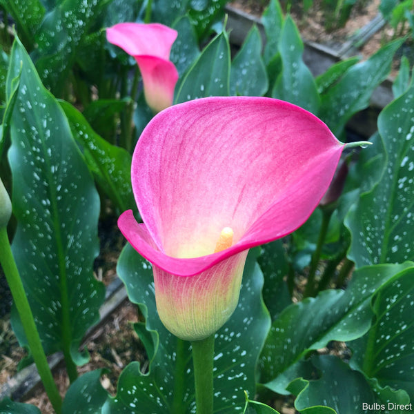 Pink Callas | Buy Calla Lily Bulbs online | Bulbs Direct NZ