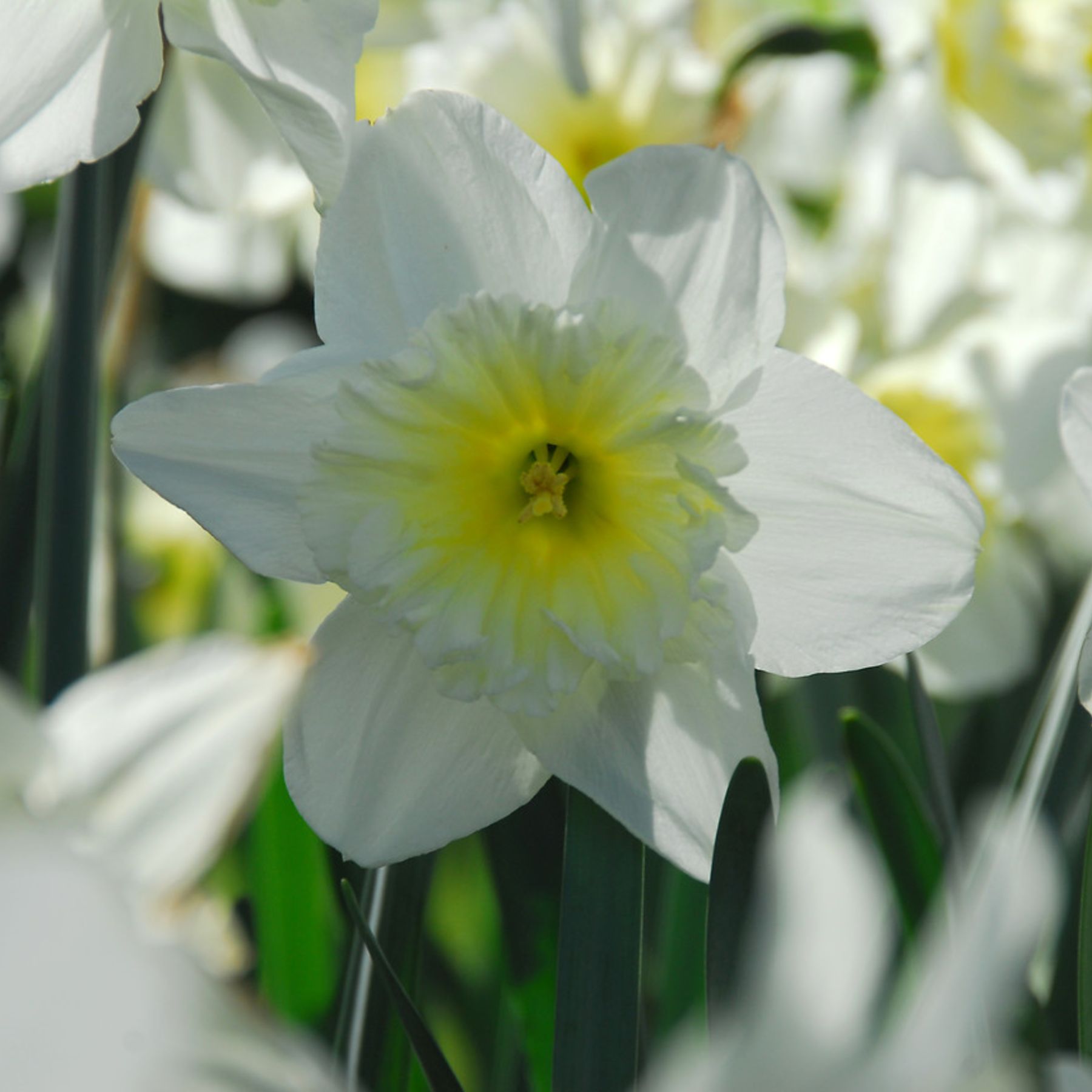 Ice Follies Daffodil | Order Daffodil Bulbs online | Bulbs Direct NZ