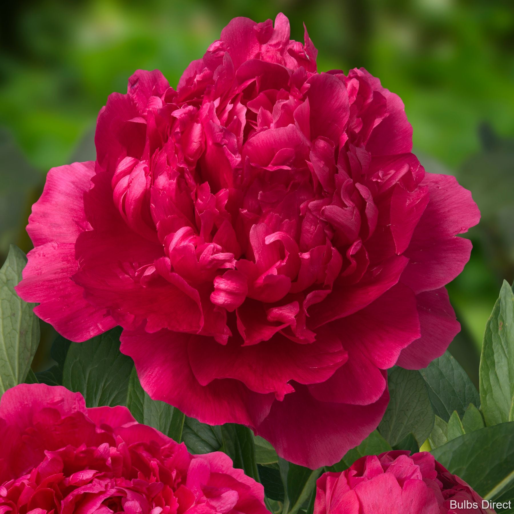 Felix Supreme Peony Buy Peony plants online Bulbs Direct NZ