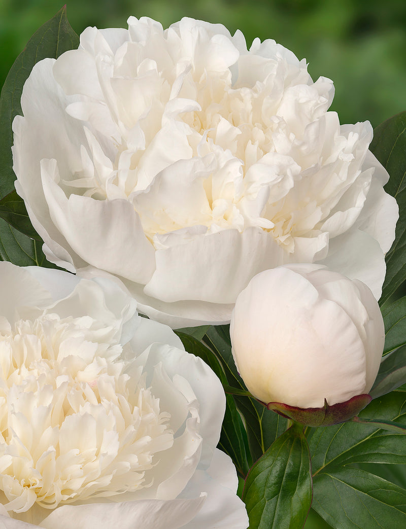 Purchase Peony Immaculee online
