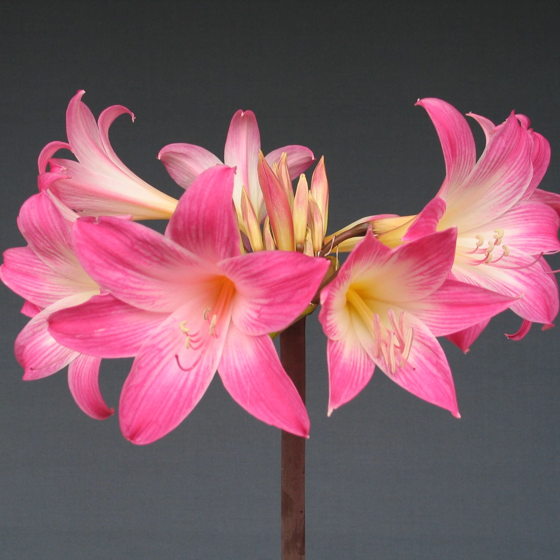 Amaryllis Belladonna Naked Ladies Order Online Bulbs Direct