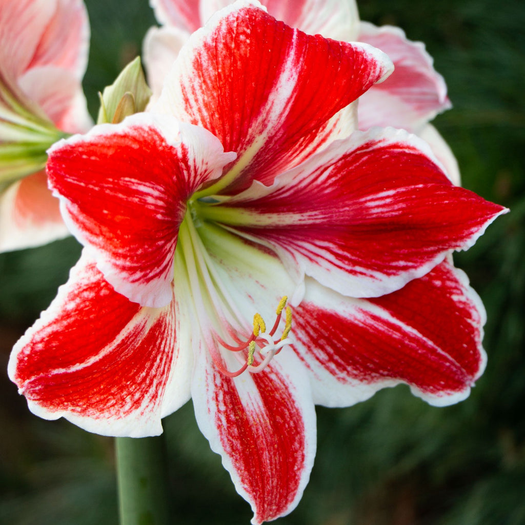 Popov Hippeastrum | Order Hippeastrum Bulbs online - Bulbs Direct NZ