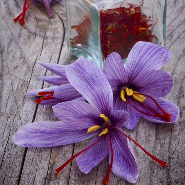 SAFFRON Crocus (Sativus) Bulbs Direct