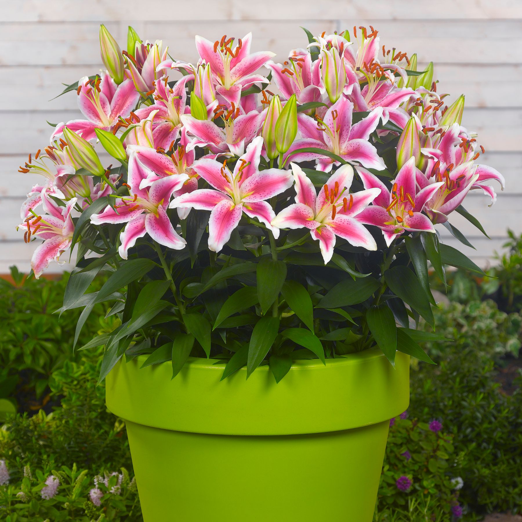 Starlight Express Oriental Lily | Buy Lily Bulbs online | Bulbs Direct NZ