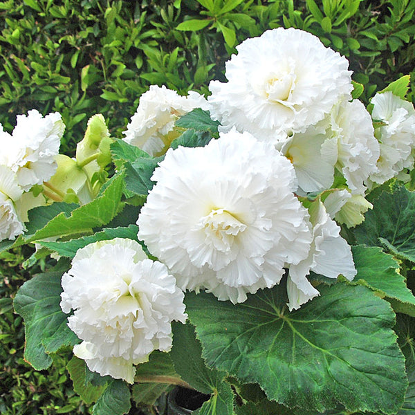 Begonias | Order Begonia Tubers online - Bulbs Direct NZ