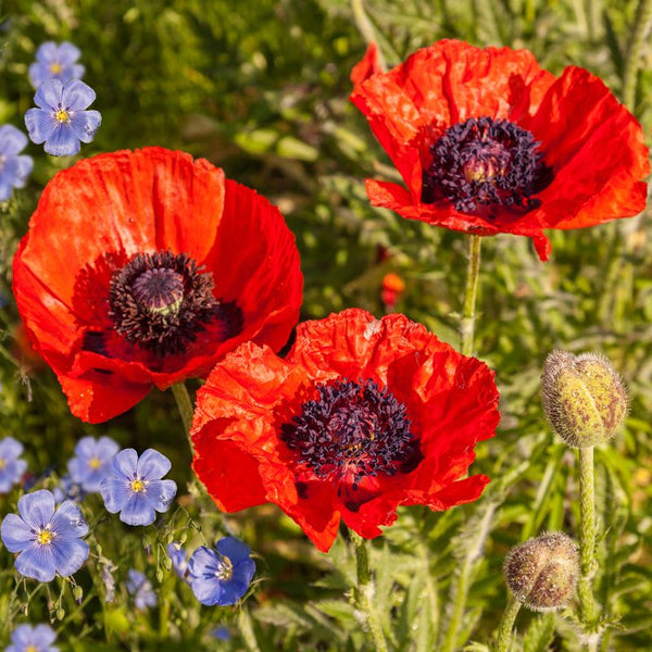 Papaver Oriental Brilliant Red | Bare Rooted Perennials | Bulbs Direct