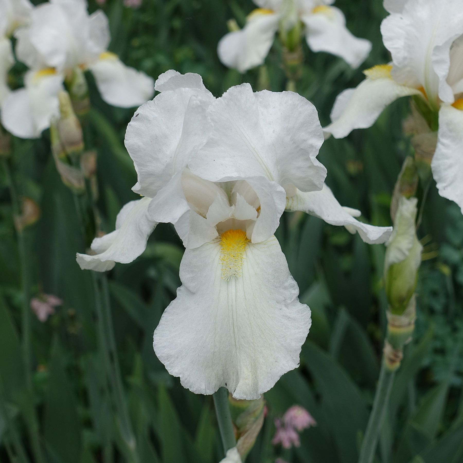 Cliffs of Dover Bearded Iris | Buy Iris Plants online | Bulbs Direct