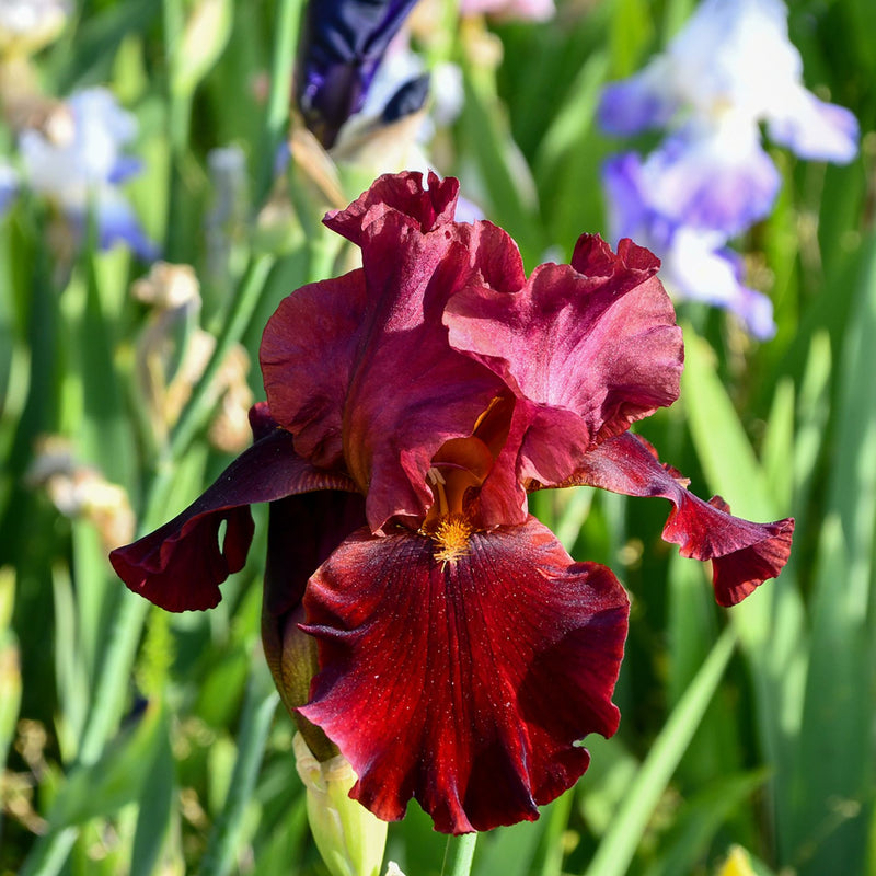 Red Zinger Bearded Iris | Buy Iris Plants online | Bulbs Direct