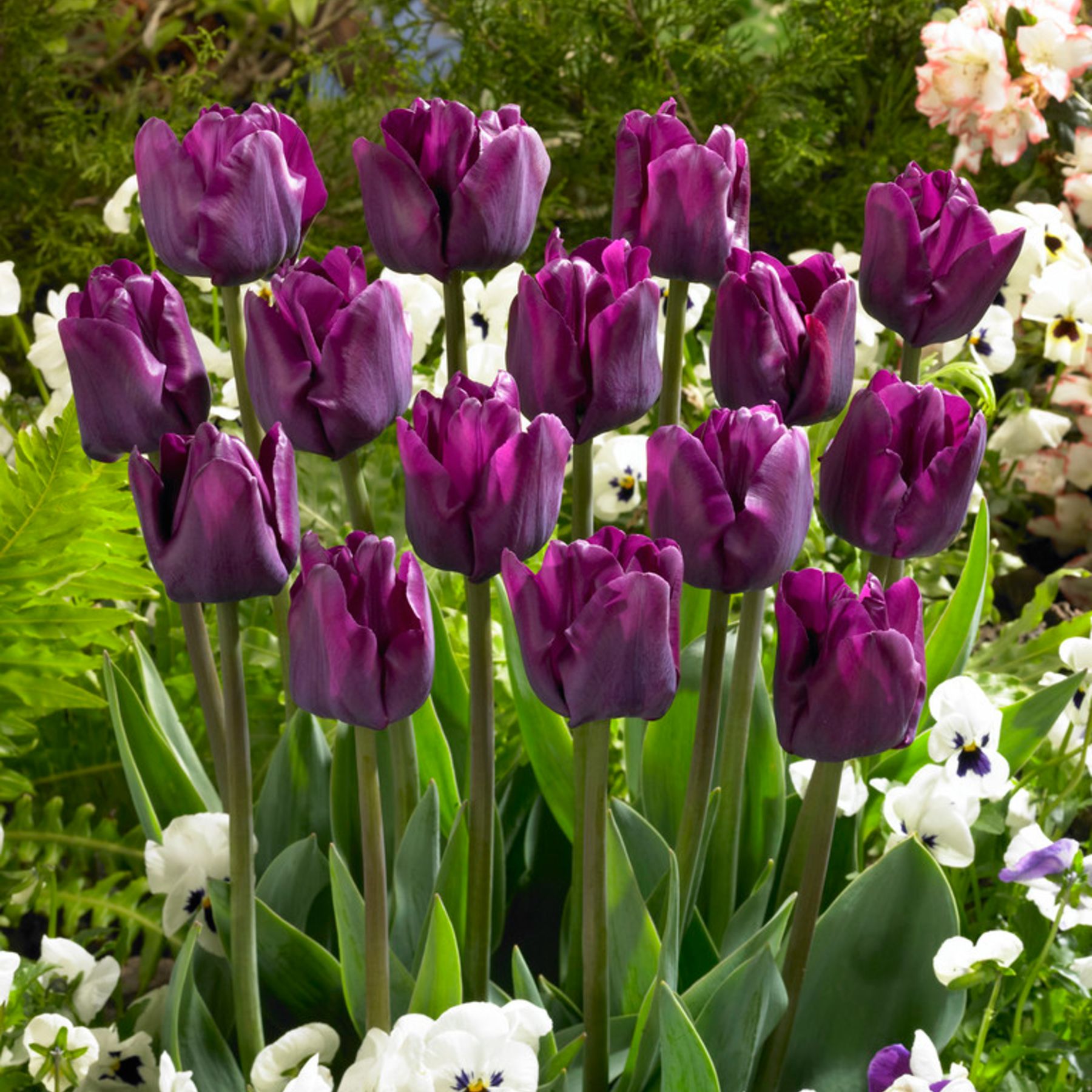 Saigon Tulip Order Tulip Bulbs online Bulbs Direct NZ