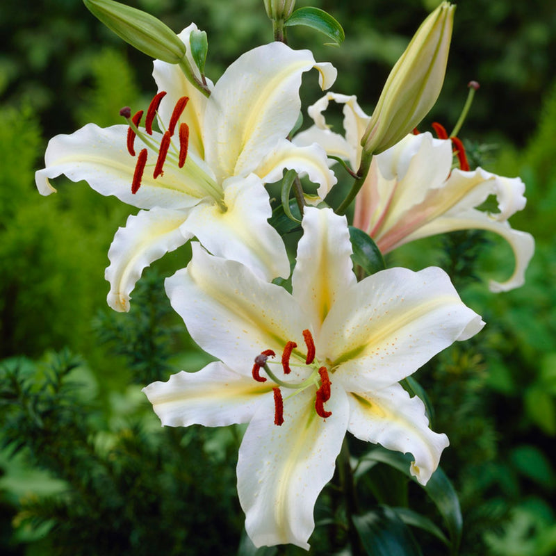 White Starlight Oriental Lily | Buy Lily Bulbs online | Bulbs Direct