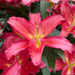 Tarrango Oriental Lilies | Buy Lily Bulbs online | Bulbs Direct NZ